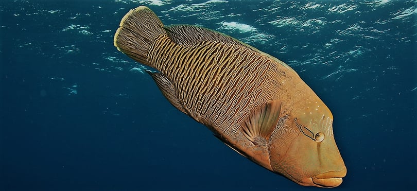 Humphead wrasse.jpg