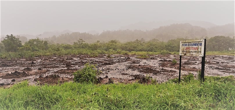 mangrove.jpg