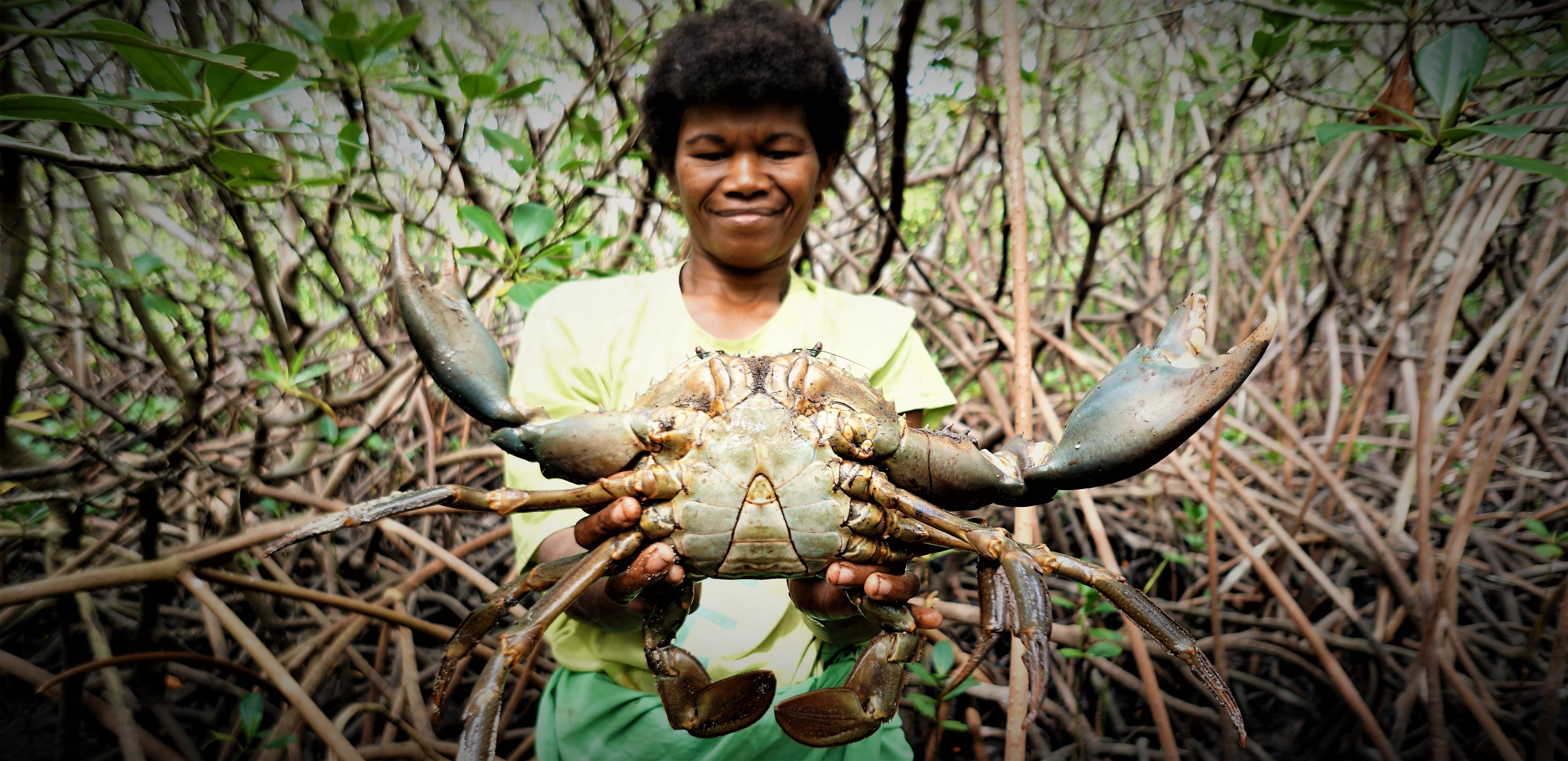 Fiji crab