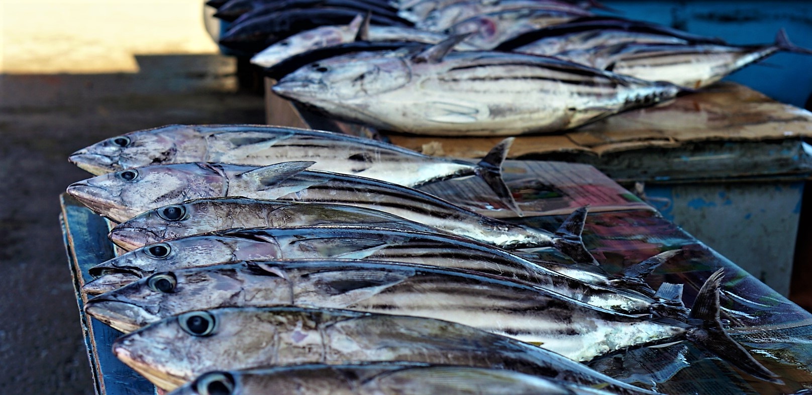 Fish in Honiara-1