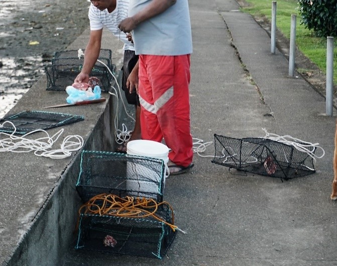 Fish traps