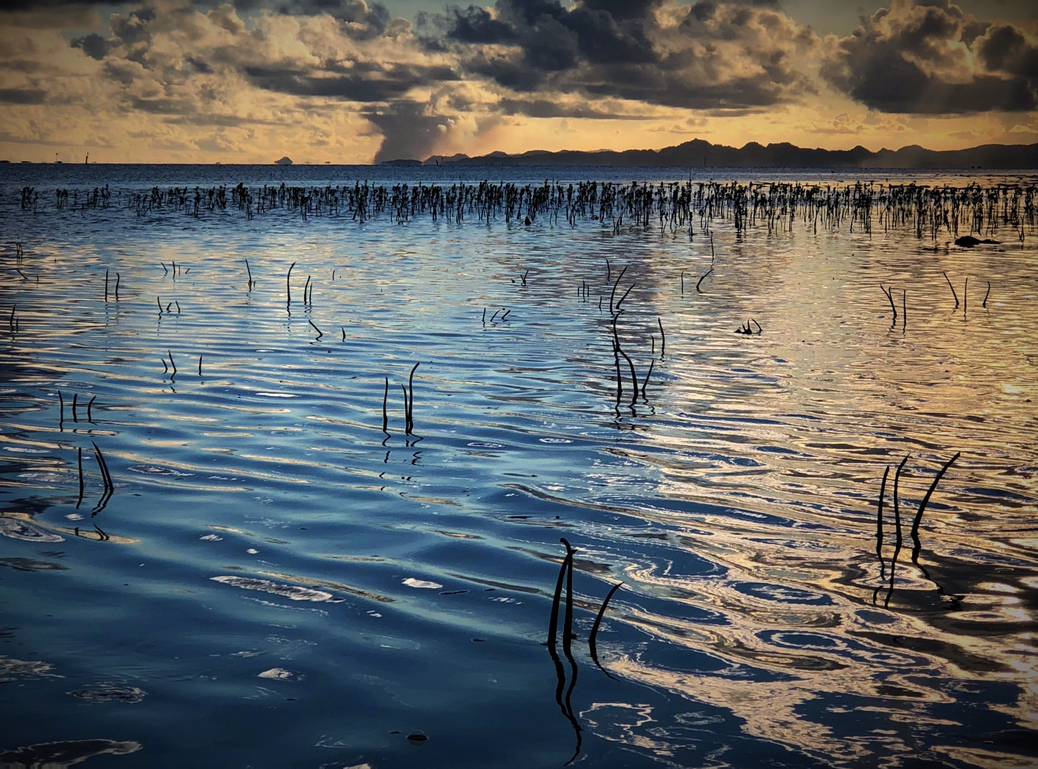 Mangrove seedlings