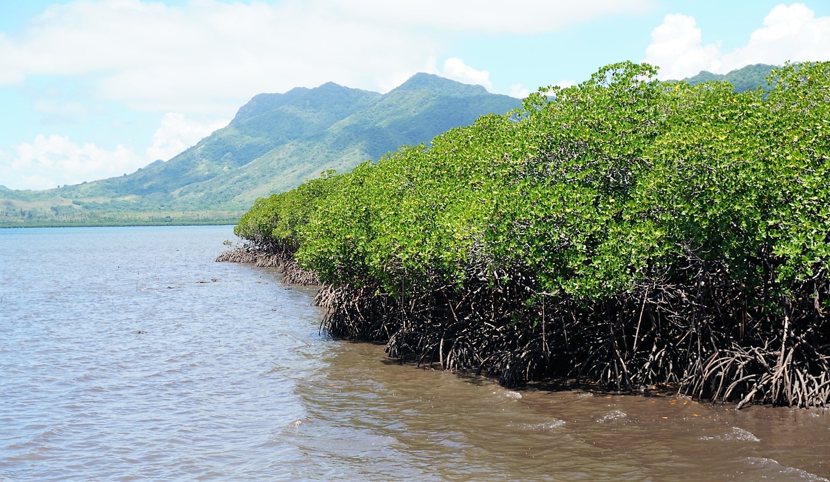 Mangrove-1